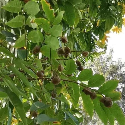 無患子|ムクロジ（無患子） (Sapindus mukorossi)の特徴,育。